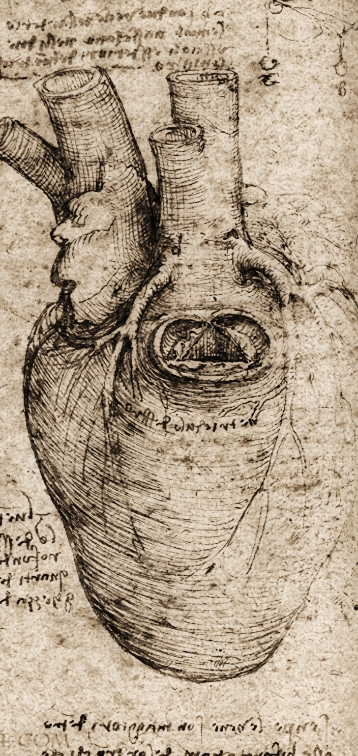 Anatomical heart backdrop